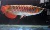 Live Arowana Fish Available